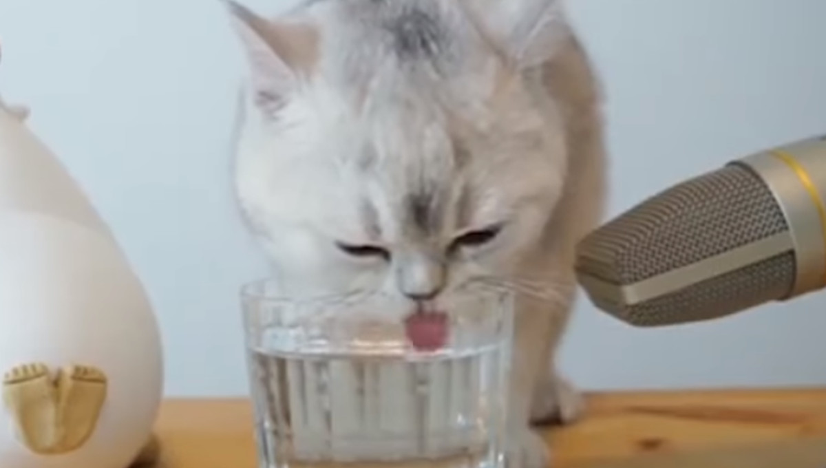 なにこれ可愛い 子猫が水を飲む音を拡大して聞いてみたよ ほっこりはん