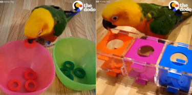 鳥界の天才か？！色分けゲームができる賢い鳥さんあらわる！