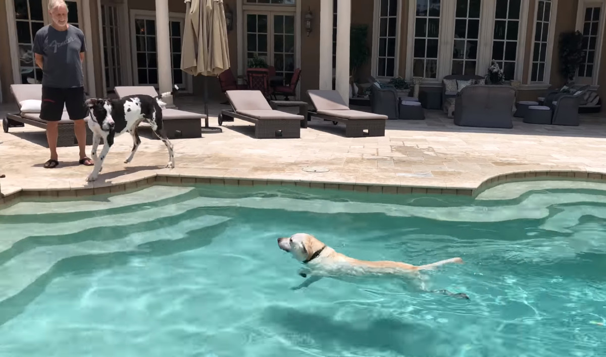 豪邸でグレートデンたち大型犬がプールパーティ 水遊び好きなラブラドールが自慢の泳ぎを披露 ほっこりはん