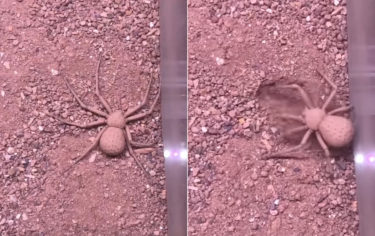 毒の強さはトップクラス！瞬く間に土と同化する6つ目のクモ！