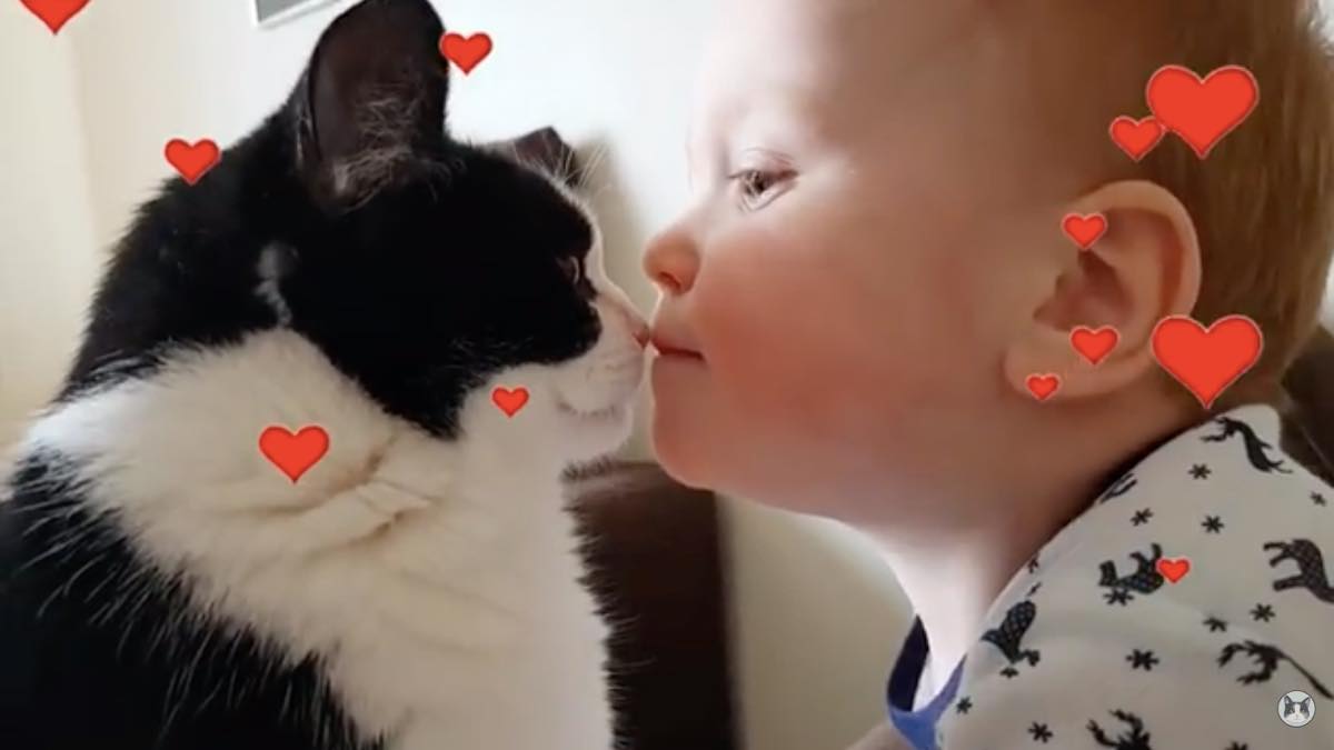 猫が大好きでたまらない赤ちゃんが 毎日キスで愛情表現をする可愛すぎる映像 ほっこりはん