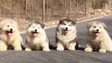 ふわふわモコモコなマラミュートの子犬たちがお散歩したりスケボーで遊ぶ可愛すぎる映像
