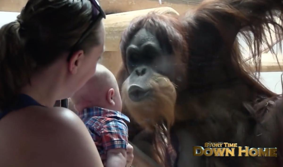 動物園のオランウータンが人間の赤ちゃんにメロメロ ガラス越しにキスをしようとする微笑ましい映像 ほっこりはん