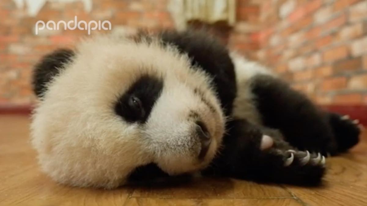 むにゃむにゃした動きが最高にかわいい 赤ちゃんパンダの寝起き映像 ほっこりはん
