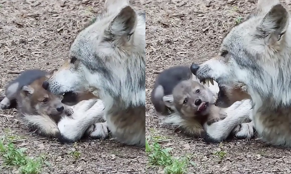 不機嫌なパパ狼のそばで無邪気に遊ぶオオカミの子供たち ほっこりはん