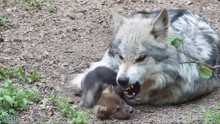 不機嫌なパパ狼のそばで無邪気に遊ぶオオカミの子供たち ほっこりはん