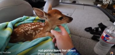 子鹿が湖で溺れている…！優しい男性が弱った子鹿を保護し、最後に母親のもとへ。心温まるストーリー