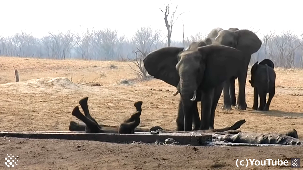 溝にハマり仰向けで動けなくなり群れにも見放された子象が 別の群れにいた高齢のメス象に救われる ほっこりはん