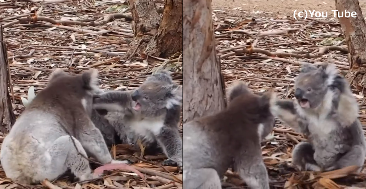 可愛いコアラが喧嘩をし始めると コアラの貴重なファイトシーン ほっこりはん