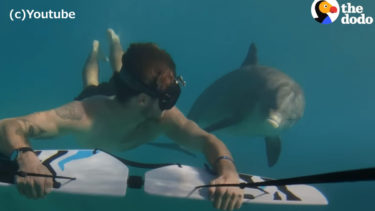 とってもフレンドリーな野生イルカのジョジョ。観光客や犬と一緒に水の中でスイスイ泳いで楽しそう！
