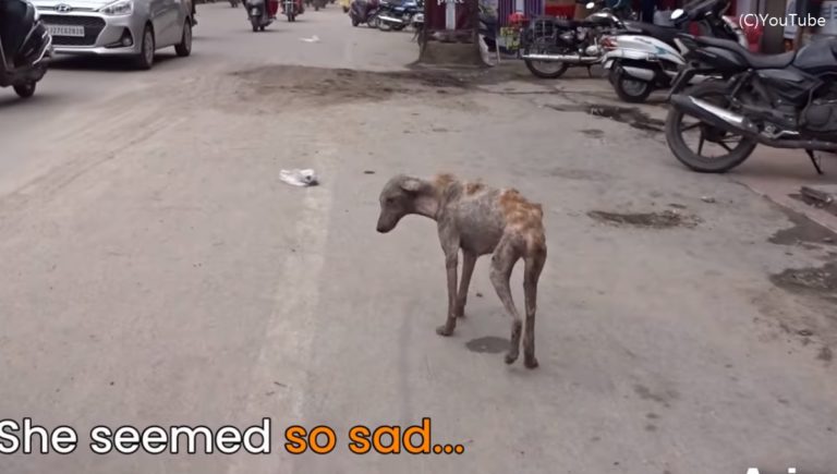 皮膚病と空腹で死にかけていた野良犬が無残な姿から大変身 保護したフタッフ達の献身的なケアに感動 インド ほっこりはん