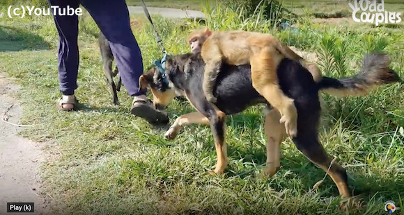 片腕を失くした猿の落ち着く場所は仲良しワンコの背中の上 猿と犬とのあたたかい友情 ほっこりはん