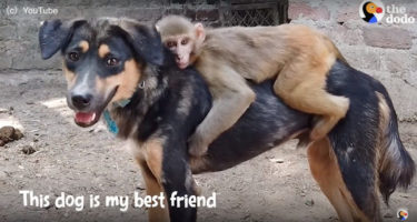 片腕を失くした猿の落ち着く場所は仲良しワンコの背中の上。猿と犬とのあたたかい友情