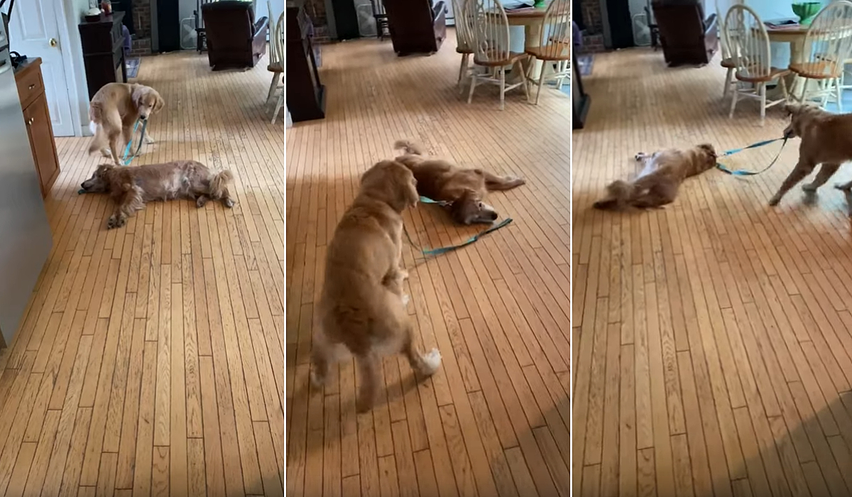 子犬が床で寝ている老犬のリードをくわえて引っ張り「遊びに行こうよー！」寝たまま床をクルクルまわる老犬と一生懸命