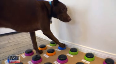単語が書いてあるボタンを押して意思表示できる犬が凄い！