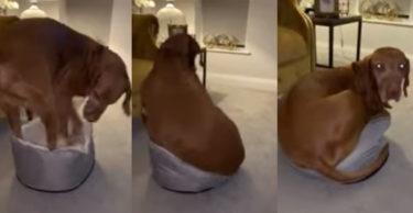 ちょっと小さすぎるかな？子犬用のベッドで寝ようとする犬が面白くて可愛い！