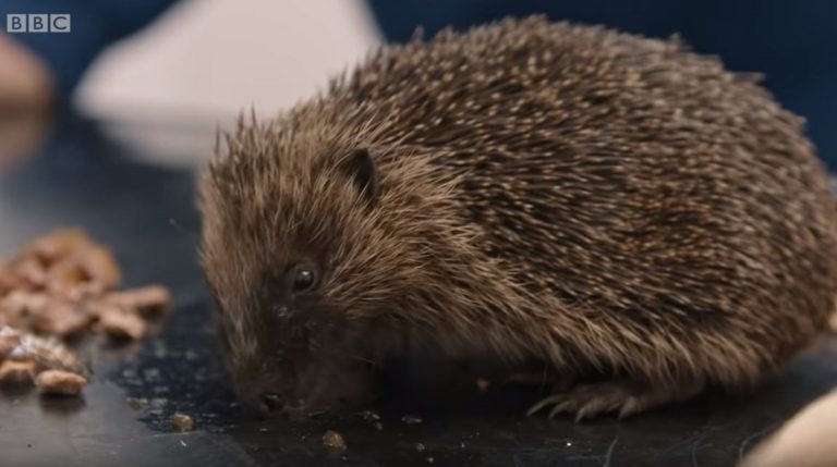 意外な患者さんに獣医さんもほっこり 幸運なハリネズミの物語 ほっこりはん