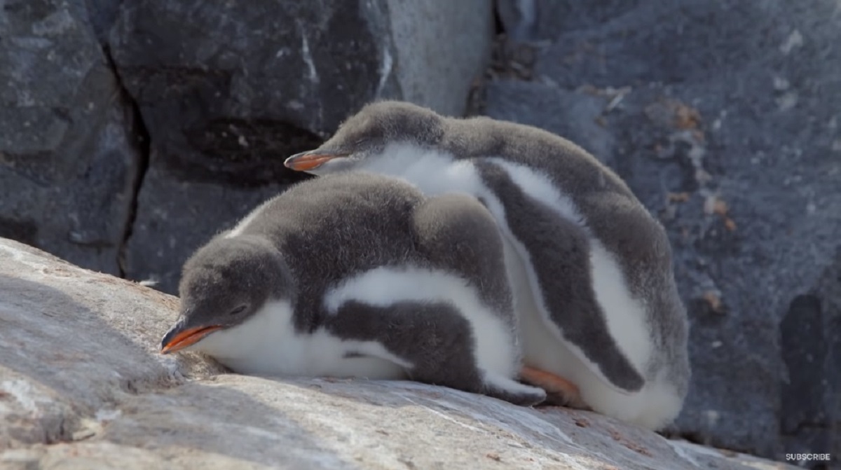 ジェンツーペンギンの兄弟とママの追いかけっこ ヨチヨチ走るのも寝てしまうのも可愛い ほっこりはん