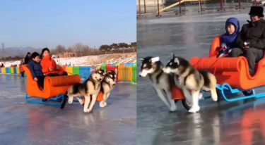 中国でお手軽に楽しめるアラスカン・マラミュートの電動犬ソリが登場