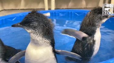 コビトペンギンの赤ちゃんが初めて水の中で泳ぐ練習をしている姿が可愛い