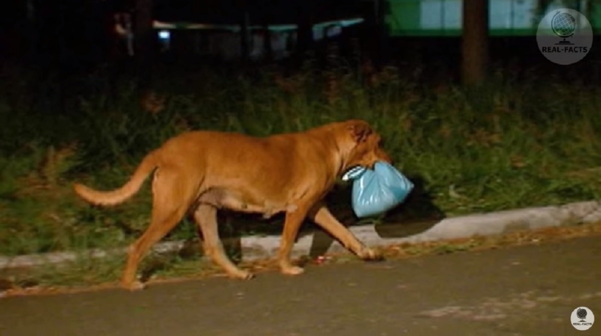 拾われて飼い犬になってからも スラム街の野良動物たちに食べ物を運んでいた犬 ほっこりはん