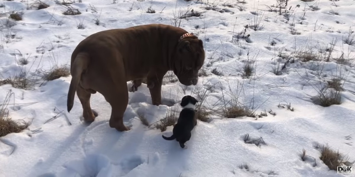 ボストンチワワの子犬がピットブルのお兄ちゃんと雪道散歩する姿が可愛すぎる ほっこりはん