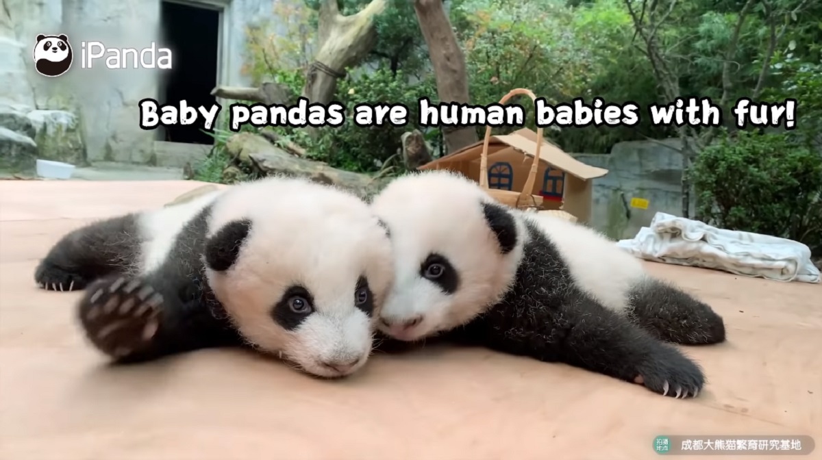 パンダの赤ちゃんはどうしてこうも可愛いのか 中国のパンダ研究所が徹底解説 ほっこりはん