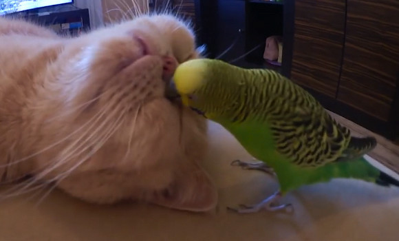 寝ている猫をセキセイインコがつついてちょっかい出している動画にほっこり ほっこりはん