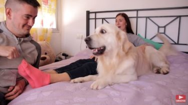 ゴールデンレトリバーとの三角関係を楽しむ飼い主さんと、悩まされるワンちゃん