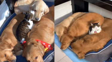 毎日が大盛り？！ベッドひとつにゴールデンレトリバー3頭。猫もまざって出来上がり
