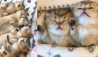 可愛さ数珠つなぎ！一列に並んで寝ている子猫たちが可愛すぎる