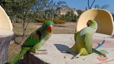 ワカケホンセイインコがオオホンセイインコにアピールする動きが、無駄に大きくてなんだか面白い