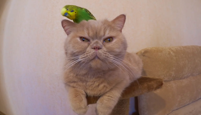 先輩風を吹かせるセキセイインコと波風立てない主義の猫のやり取り ほっこりはん