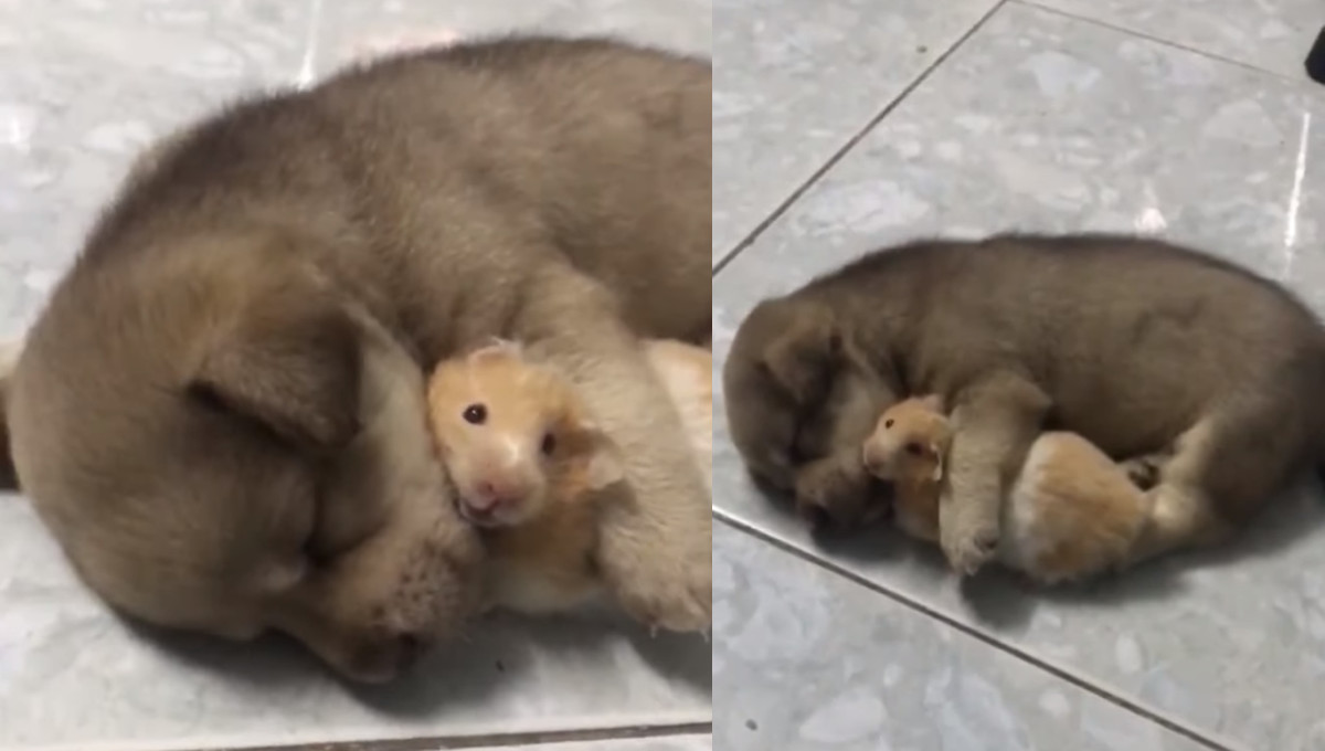 眠っている子犬ちゃんと 抱き枕にされているハムスターの癒し映像 ほっこりはん