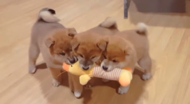 1つのオモチャを3匹で奪い合い！柴犬の子犬たちの可愛らしいオモチャ争奪戦