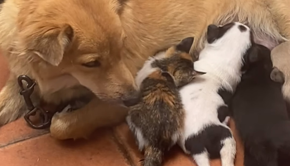 お母さん犬 子猫に授乳 ウチの子たちと一緒に大きくなりな ほっこりはん