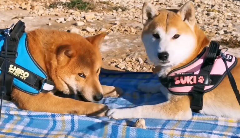 飼い主さんが拾った石ころで夫婦喧嘩勃発 柴犬夫婦のほっこりなオモチャ争奪戦 ほっこりはん