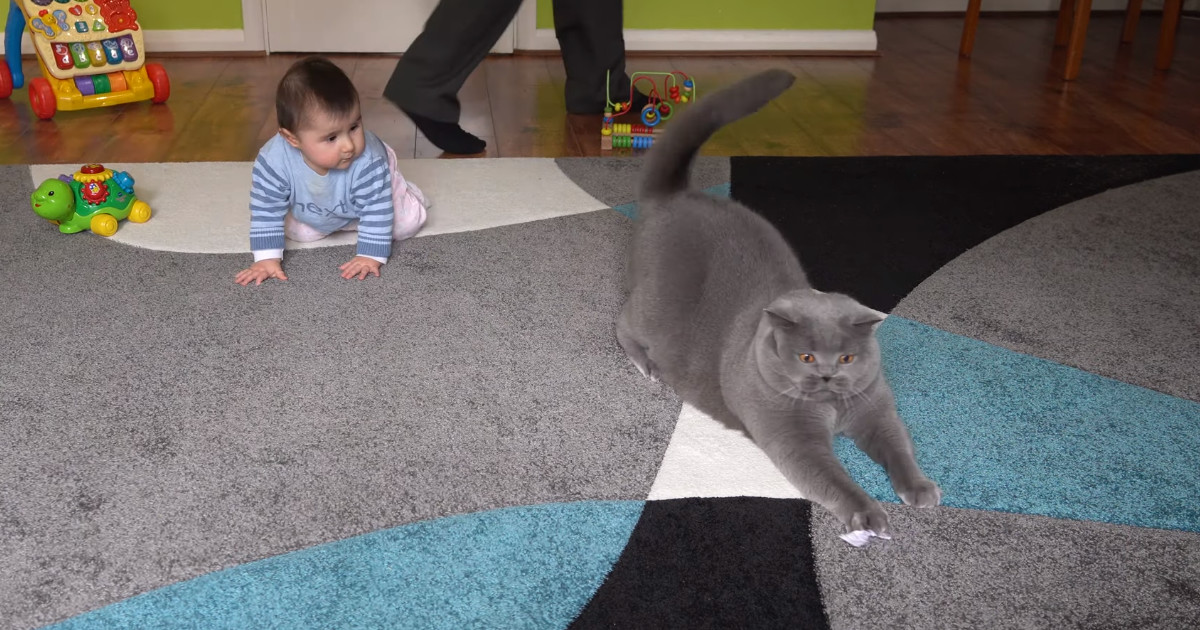 ブリティッシュショートヘアと赤ちゃんが一緒に遊ぶ様子が 赤ちゃんにハンティングを指導する猫先生みたいで面白い ほっこりはん