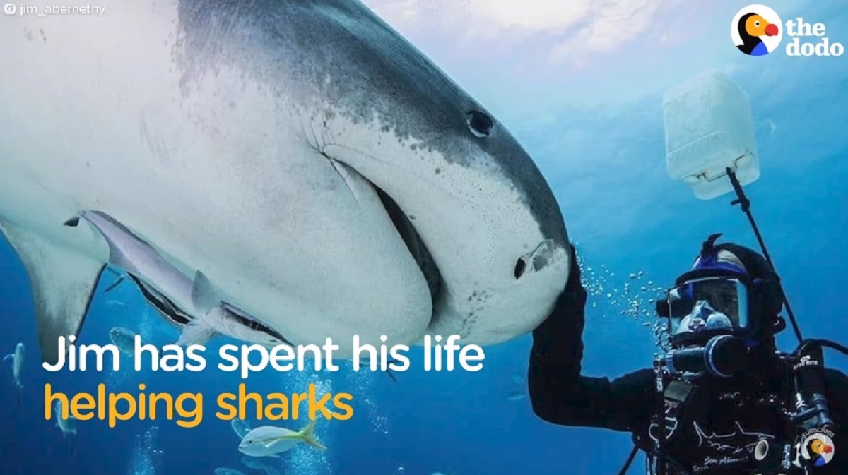 年来のイタチザメの友人を持つダイバーが教える サメとの付き合い方 ほっこりはん