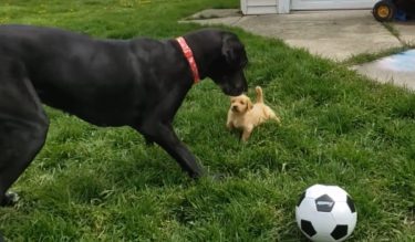怖いもの知らずのちっちゃな子犬が、大先輩のグレートデーンに遊んでもらおうと向かって行く姿が可愛い！