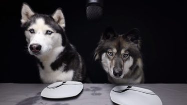 シベリアンハスキーたちの食レポシリーズ！柑橘フルーツ食べ比べ編