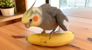 バナナさんと遊ぼ！何度もバナナに乗っかるオカメインコがかわいい