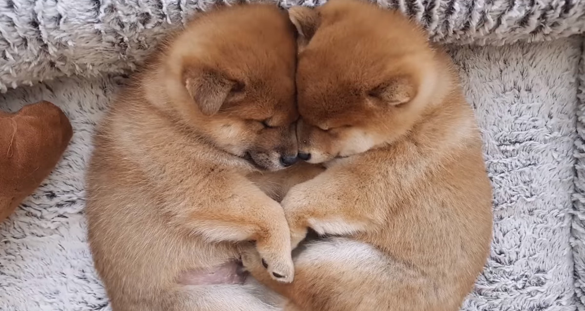 柴犬ファミリーただいまお昼寝中 抱き合い眠る柴犬の子犬たちが最高にかわいい ほっこりはん