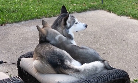 子犬のためにフワフワベッドになってあげちゃう優しいシベリアンハスキー姉さん ほっこりはん