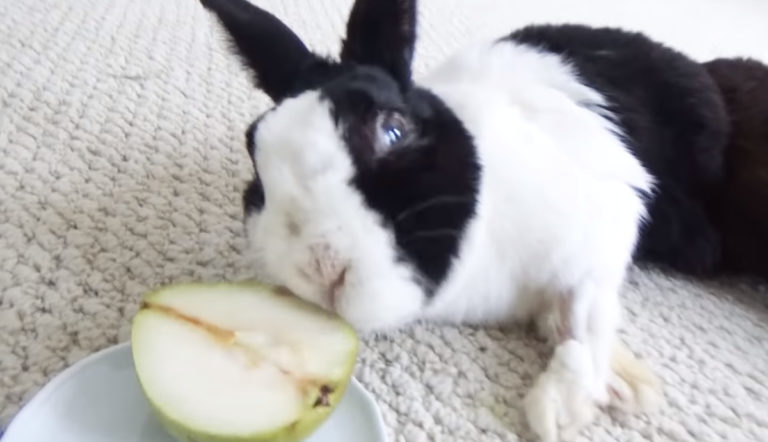 ムニャムニャ ムシャムシャ 目覚めた瞬間に好物の梨にかぶりつく食いしん坊ウサギにクスっとしてしまう ほっこりはん