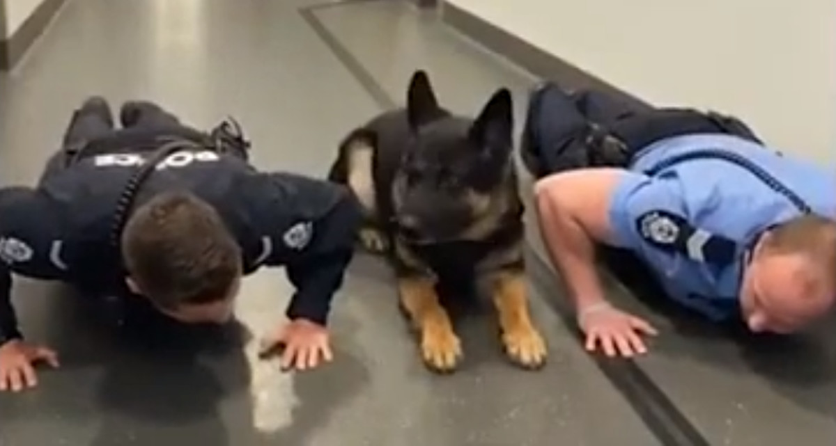 警官といっしょに腕立て伏せをする警察犬の戸惑い気味な姿が可愛い オーストラリア ほっこりはん