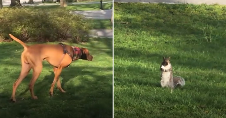 どちらが速いか興味深いリスと犬の追いかけっこ その結末は ほっこりはん