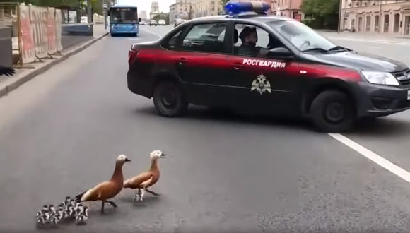 止まってください カモ通ります 鴨の親子の道路横断に協力する警官や通行人たち 優しいロシアの皆さんにほっこり ほっこりはん