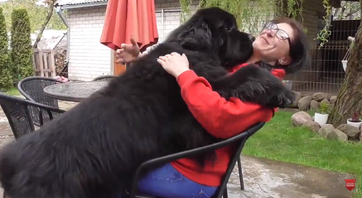 心はいつまでも子犬ちゃん 超大型犬種ニューファンドランドの愛が 重い ほっこりはん