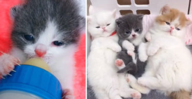 哺乳瓶より小さな子猫が、そこにいるだけで愛らしい